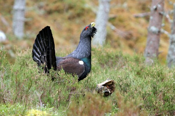 Gallo negro camina por el bosque en busca de comida