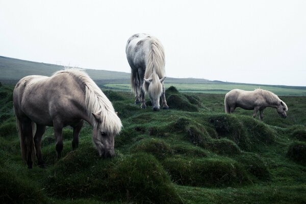 Chevaux paissent sur un champ vert