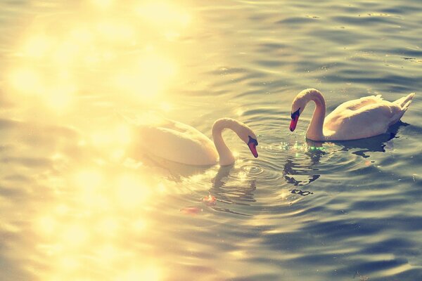 Cisnes en el lago nadando juntos