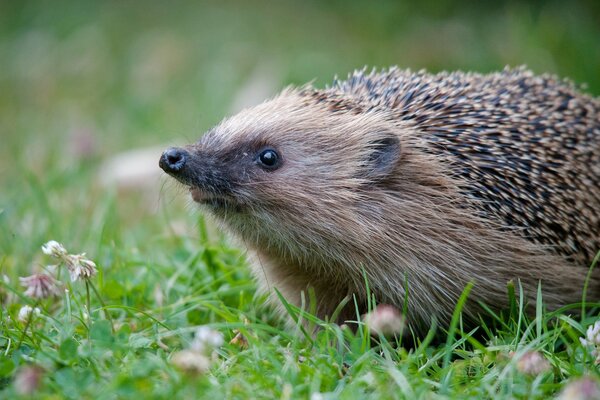 Hedgehog on the green grass