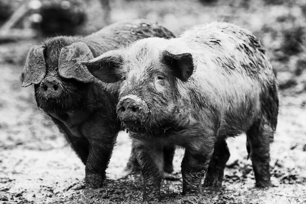 La famille des porcelets est sortie pour une promenade