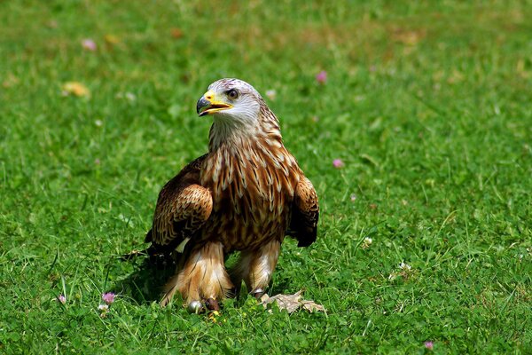 Ein Greifvogel sitzt auf dem Rasen