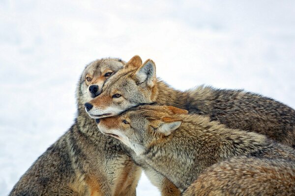 Une meute de loups protège le chef