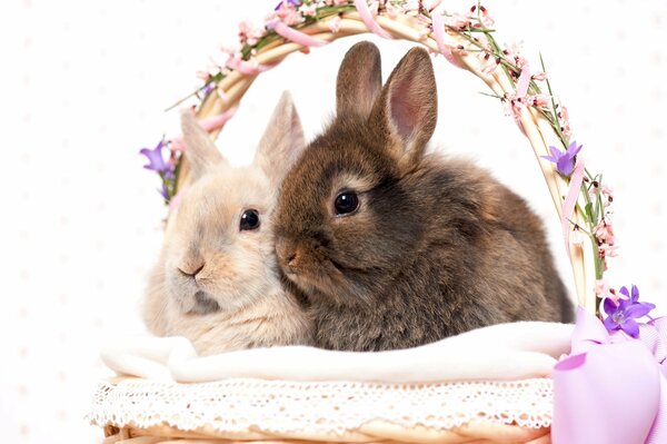 Two Easter bunnies in a basket for Easter