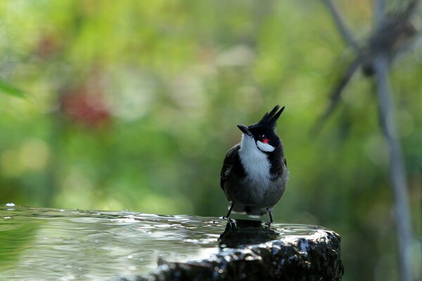 A bird with a black crest on a stone