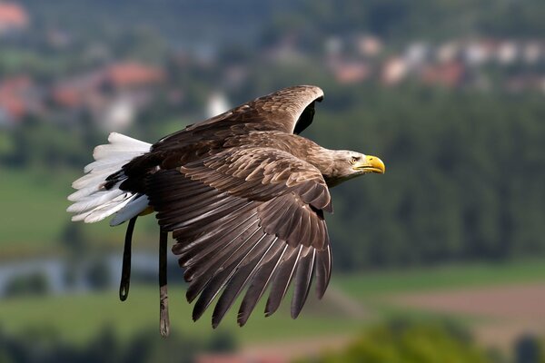 Der Adler fliegt. Schnappschuss des Vogelfluges