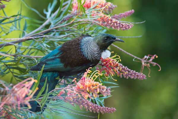 A bird sitting on a branch beautiful accounts