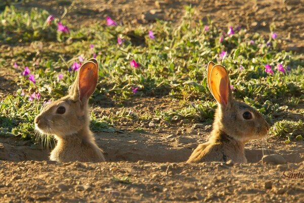 The bunnies in the hole pricked up their ears