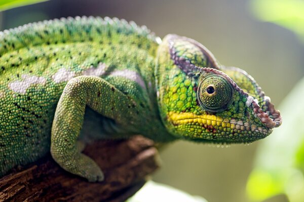 Photo d un oeil de caméléon de près