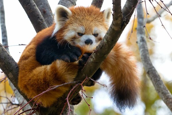 Czerwona panda odpoczywa na drzewie