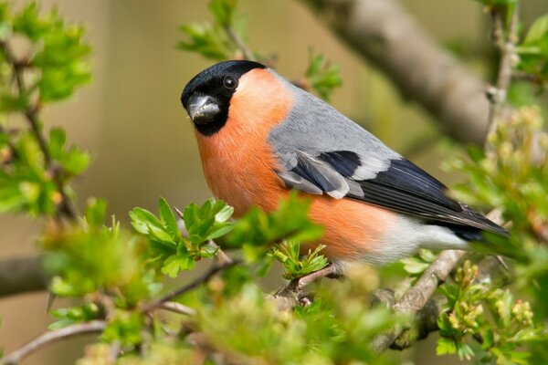 Bullfinch with orange breast on a branch