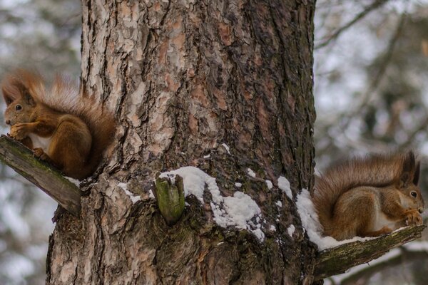 Écureuil roux dans la forêt d hiver