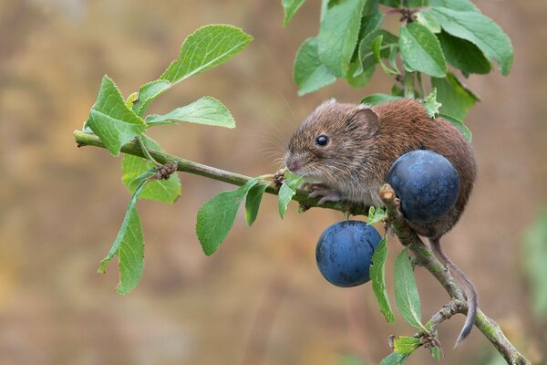 Souris des champs assis sur une branche avec des feuilles vertes