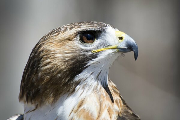 Proud hawk in profile