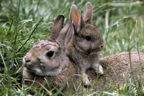 A rabbit with a baby rabbit in traai