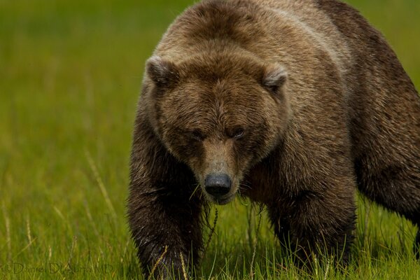 Grande orso con uno sguardo serio sullo sfondo dell erba