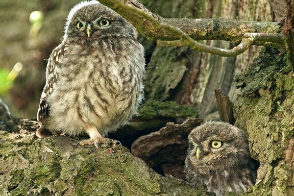 Two owls in a hollow tree