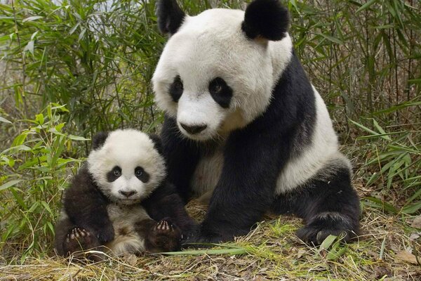 Panda chinois avec son ours en bambou