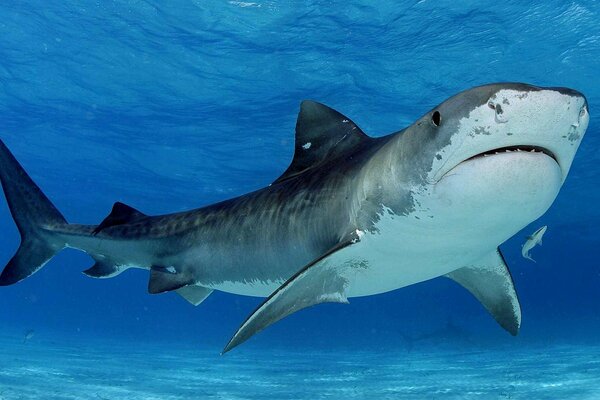 Depredador en el mar. Tiburón en el agua