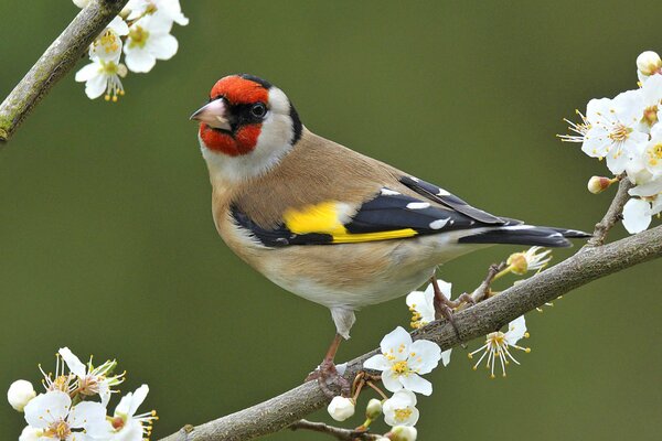 Oiseau sur une branche avec des fleurs