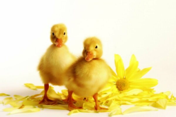 Ducklings standing on yellow flower petals