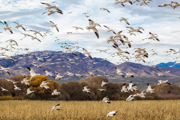 A flock of seagulls flying high from the field