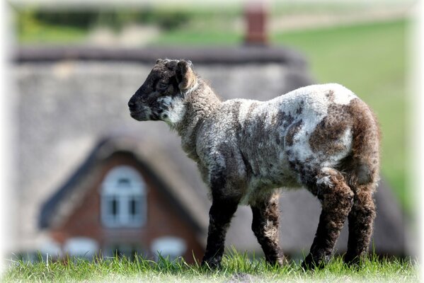 Das Lamm geht auf dem grünen Gras spazieren