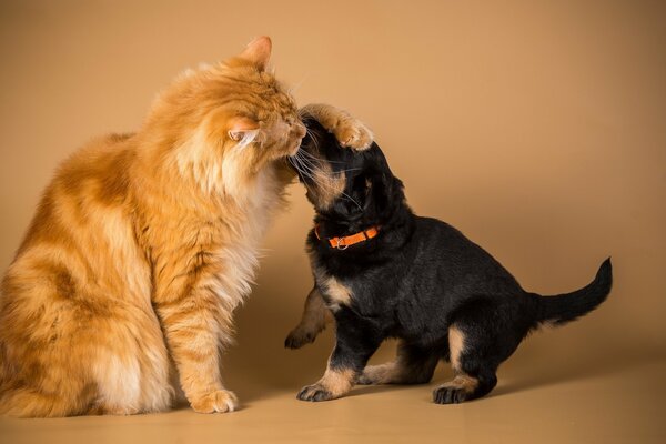 El perro y el gato pueden ser amigos