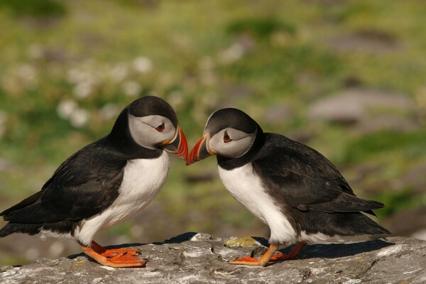 Puffin birds sit on a rock