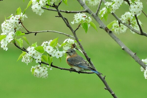 Pájaro en un árbol en flor en primavera