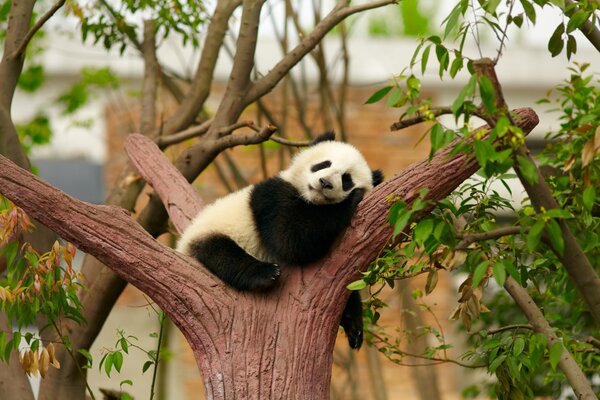 Ein schlafender Panda auf einem Baumstamm, umgeben von Zweigen und grünem Laub