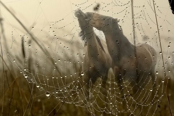 A pair of horses and a wet cobweb