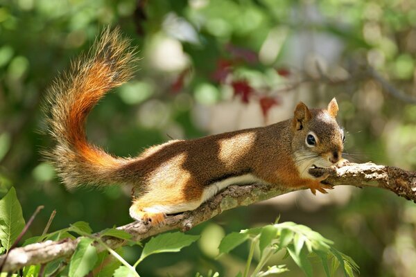 Eichhörnchen springt über Äste