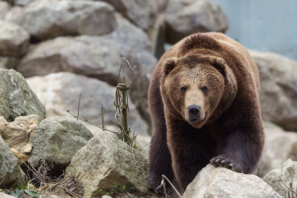 Foto de la mirada de un oso en una piedra