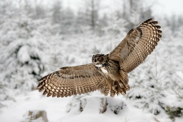 Die Eule fliegt schnell in den Winterwald