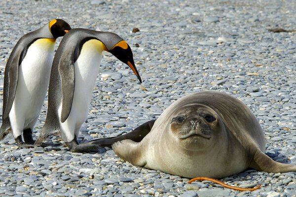 Pingüinos expulsan a una foca al mar