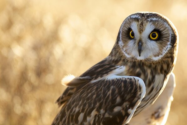 Chouette avec de belles plumes et un regard sérieux