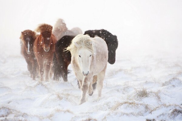 Les chevaux courent dans la neige