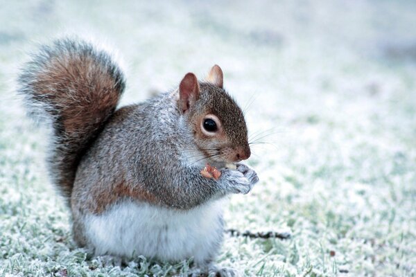 Squirrel with a fluffy tail on the background of winter