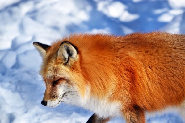 Red fox on a white background