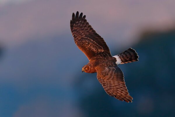 Fliegender Vogel auf blauem Hintergrund