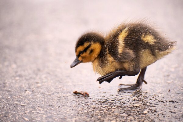 Petit canard essayant d attraper une chenille