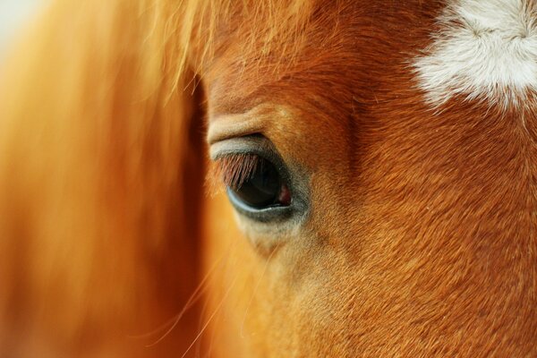 Occhio di cavallo rosso con una macchia sulla fronte