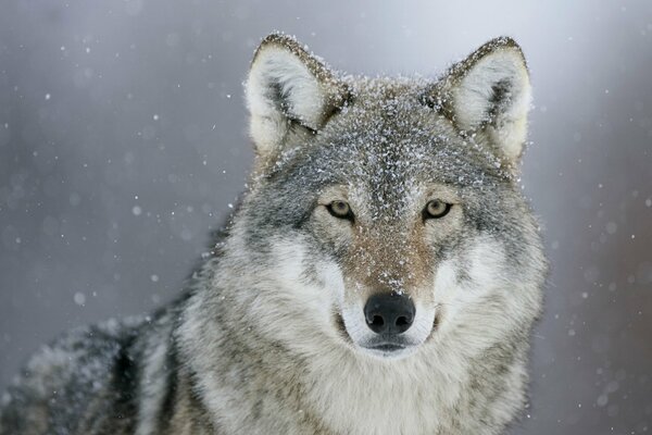 Le regard profond du loup. Neige