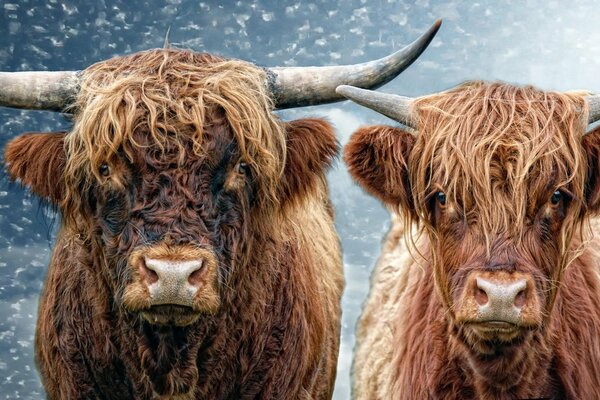 Stier und Kuh sind glücklich zusammen