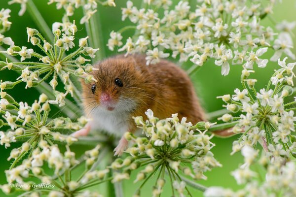 Funny little mouse sitting on a branch