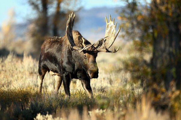 Alce massiccio nella fauna selvatica