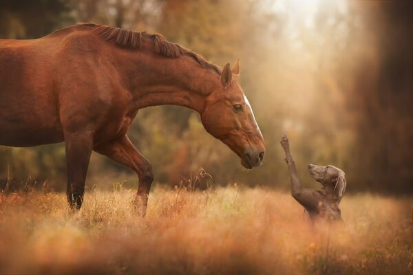 Rencontre cheval et chien dans l herbe