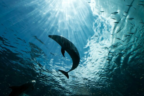 Delfino nelle profondità dell Oceano ai raggi della luce