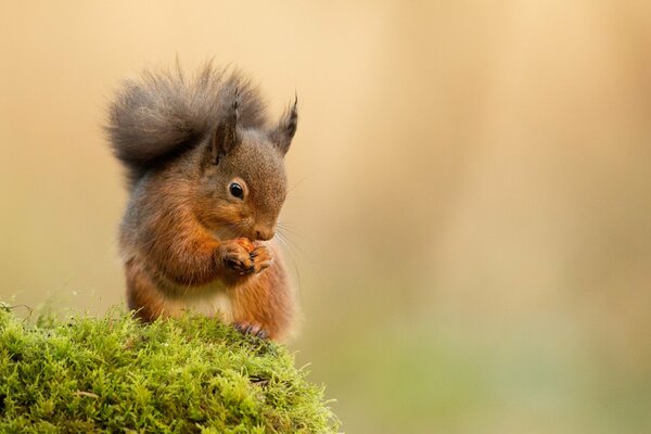 The squirrel sits on the moss and eats